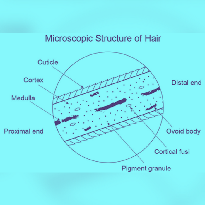 Understanding Hair Anatomy: Cuticle, Cortex, Medulla, Cortical Fusi, Ovoid Bodies, and Pigment Granules