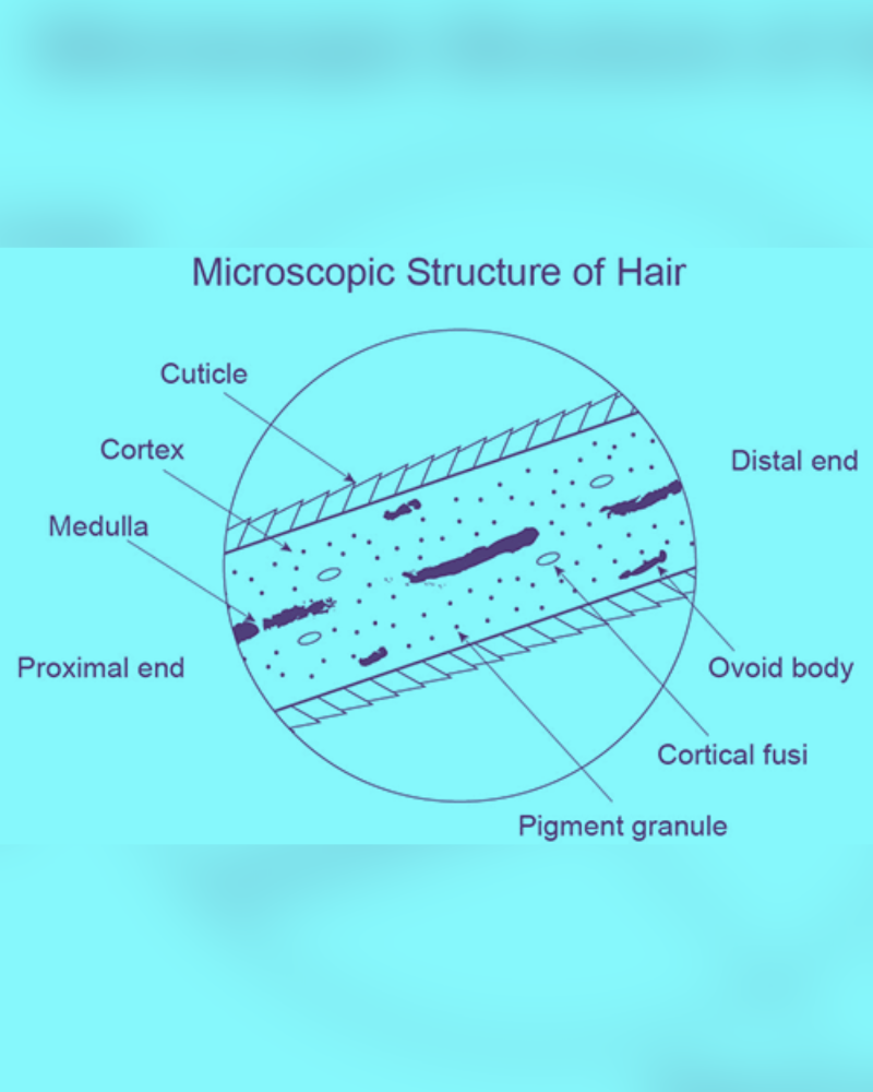 Understanding Hair Anatomy: Cuticle, Cortex, Medulla, Cortical Fusi, Ovoid Bodies, and Pigment Granules